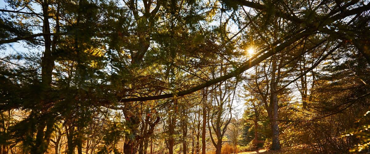 A Female Athlete Running In The Park At Arnold Arboretum