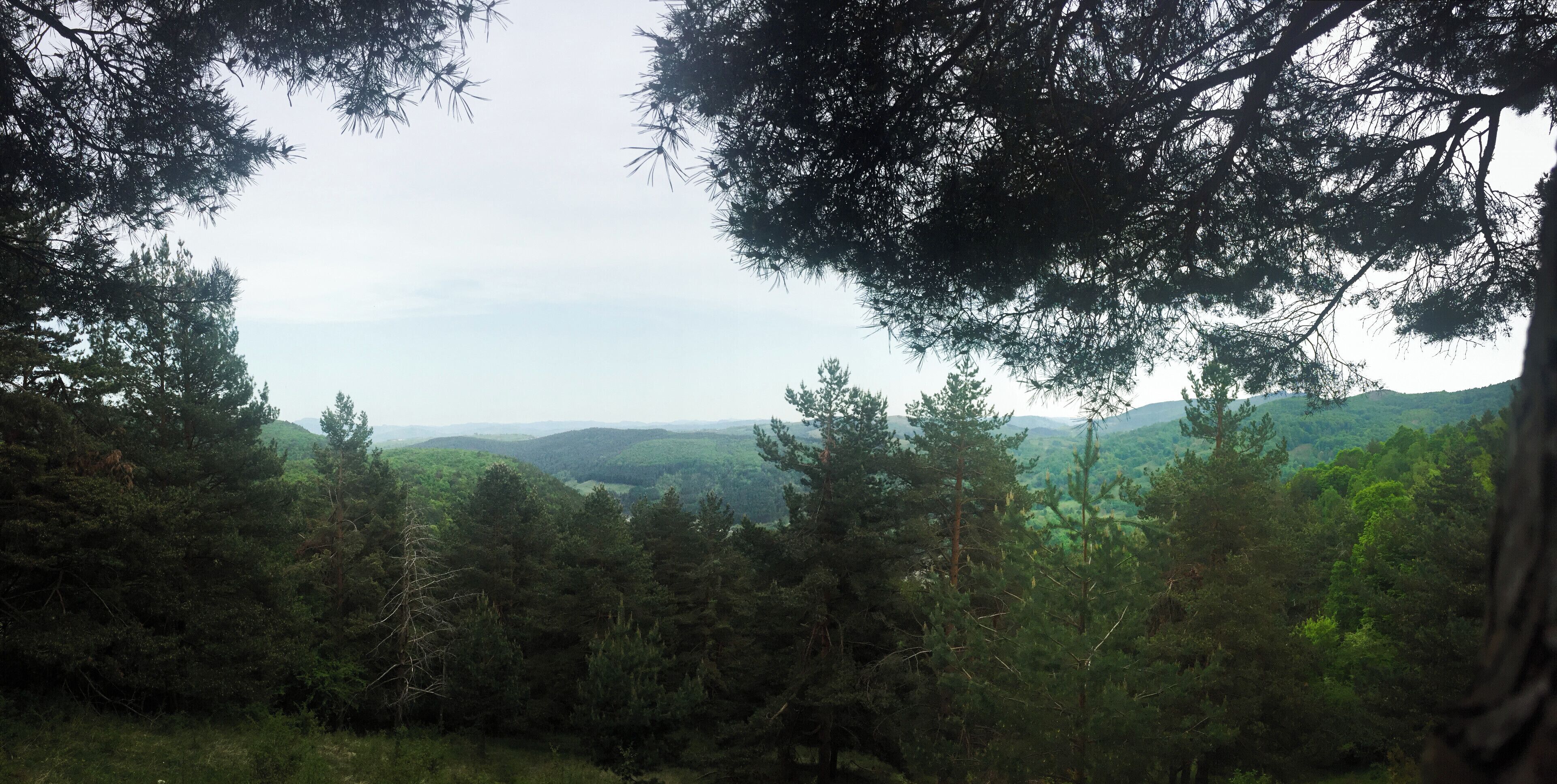 A dense forest with tall trees and a distant view of rolling hills.