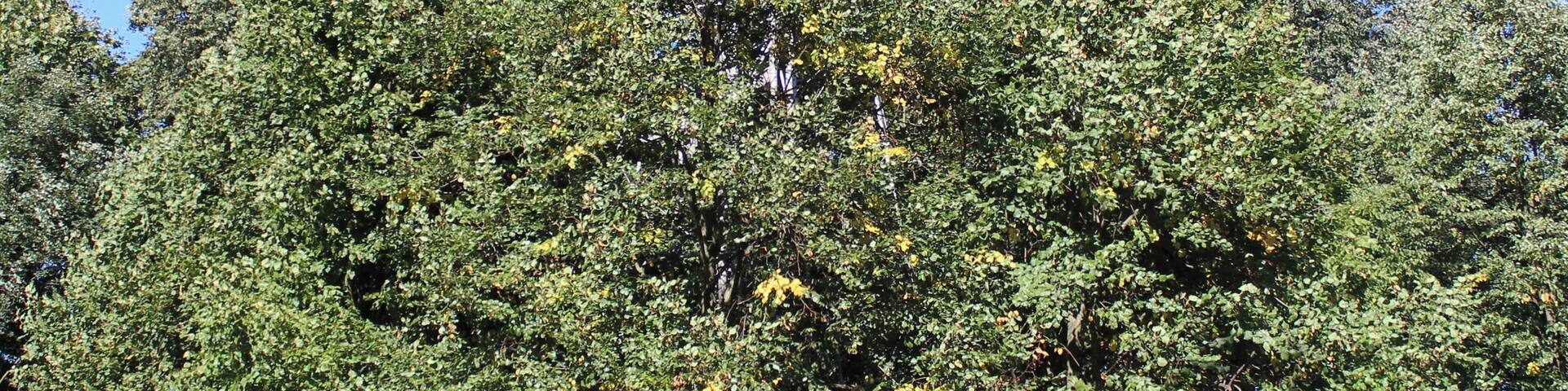 Aussichtsturm Götzinger Höhe Camera location 51° 00′ 32.26″ N, 14° 12′ 28.14″ E View this and other nearby images on: OpenStreetMap - Google Earth 51.008960; 14.207817