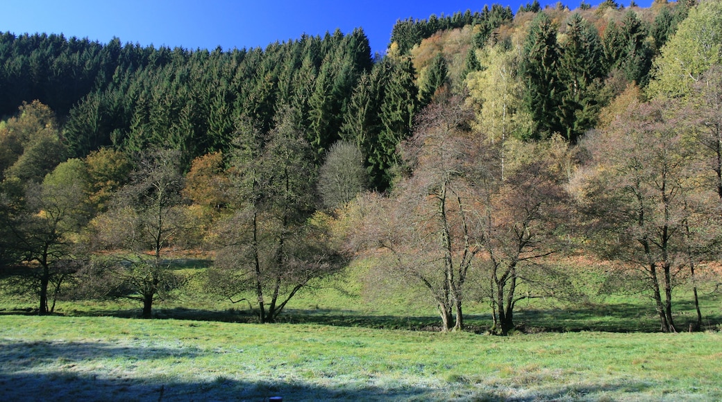 Herbstliches Tiefenbachtal