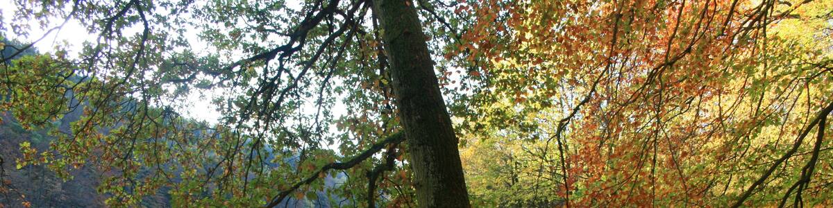 Waldrand im Bosselbachtal im Herbst