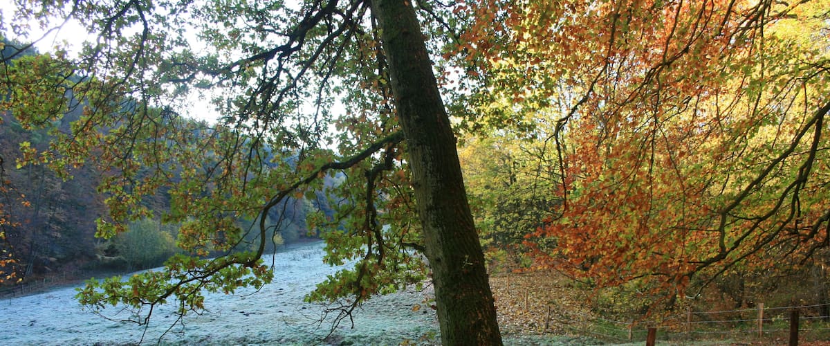 Waldrand im Bosselbachtal im Herbst
