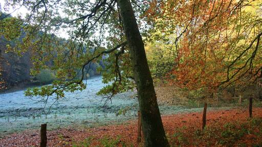 Waldrand im Bosselbachtal im Herbst