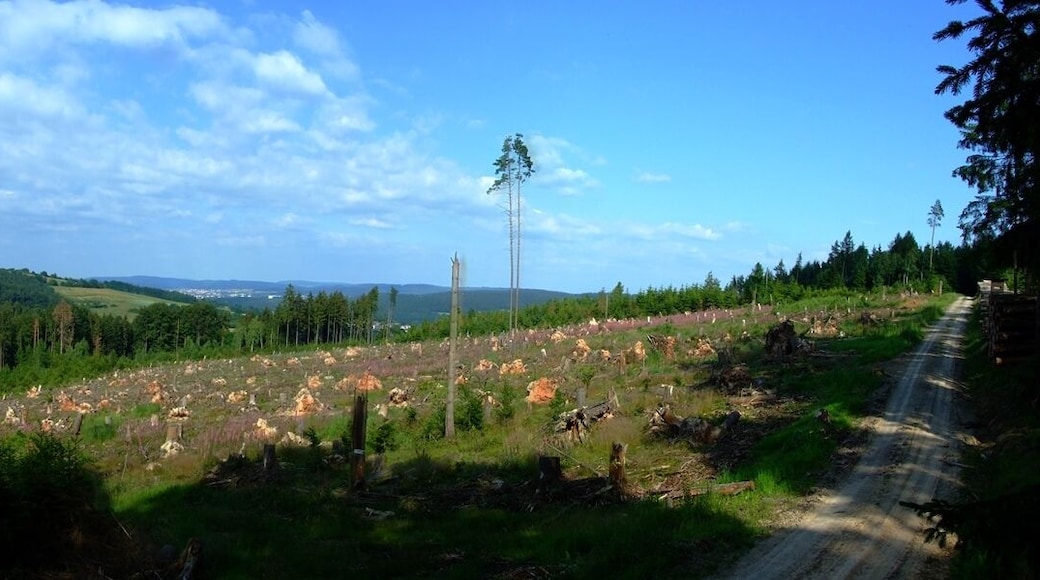 Panorama Orkan Kyrill -Schadfläche Asbach-Grenzeberg 24-Juni 2009