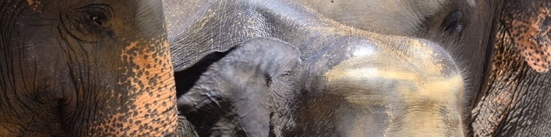 Tonnes of elephants (literally) to be seen at Pinnawalla Elephant Orphanage.