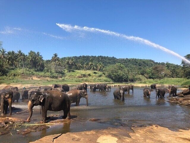 #LifeAtExpedia - A day I'll never forget! Visiting Pinnawala Elephant Orphanage in Sri Lanka
