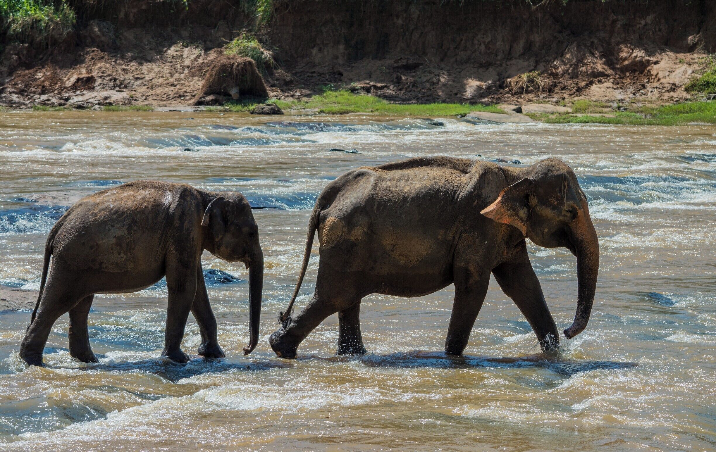 Reserve half a day on your schedule in Sri Lanka to visit Pinnawala Elephant Orphanage. You can have a close look on to these giants and even hand feed them or take a ride on top of an elephant. Worth the money you spend here. Make sure you wait for them to get into the river for a bath. Check the Pinnawala daily schedule before you go. 