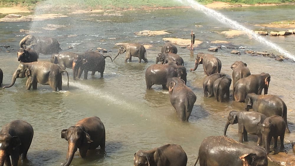 Fantastic place where u can also feed and bath elephants