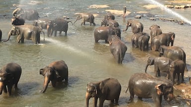 A herd of elephants in a river with water spraying from a fountain.
