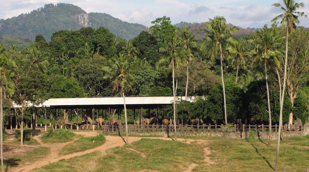 Pinnawala Elephant Orphanage is an orphanage, nursery and captive breeding ground for wild Asian elephants located at Pinnawala village, 13 km (8.1 mi) northeast of Kegalle town in Sabaragamuwa Province of Sri Lanka. Pinnawala is notable for having the largest herd of captive elephants in the world. In 2011, there were 88 elephants, including 89 males and 51 females from 3 generations, living in Pinnawala.
#JitTravelDiaries #SriLanka #PinnawalaElephantOrphanage