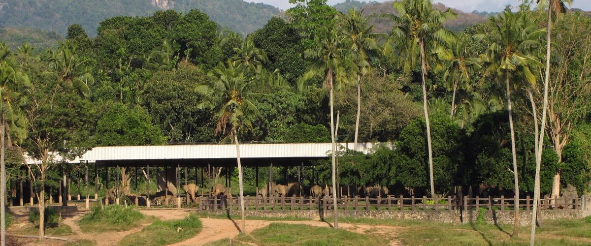 A zoo with elephants, palm trees, and a mountain in the background.