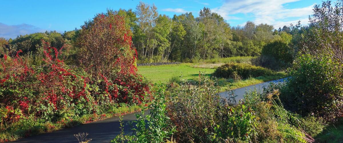 A lush landscape with a road, dense greenery, and a clear blue sky.