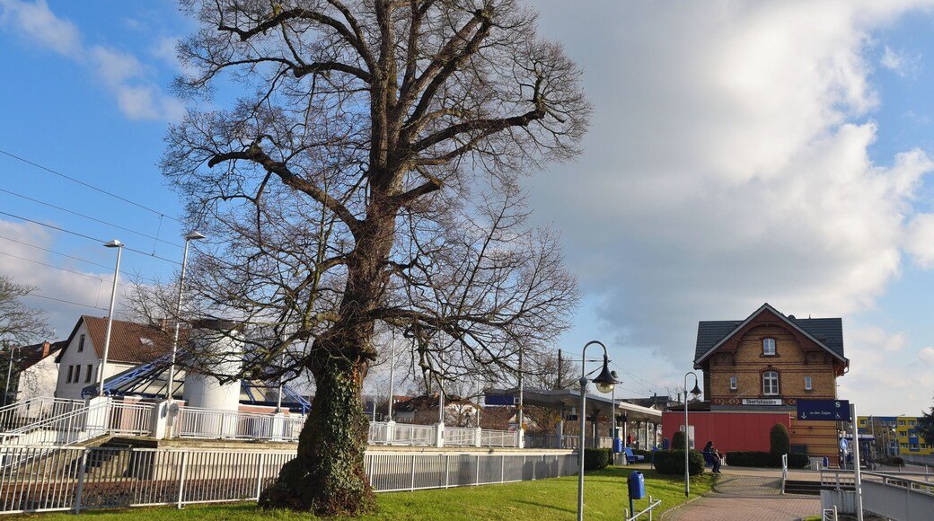 Winterlinde am Obertshausen am Bahnhof in Obertshausen, Kreis Offenbach
