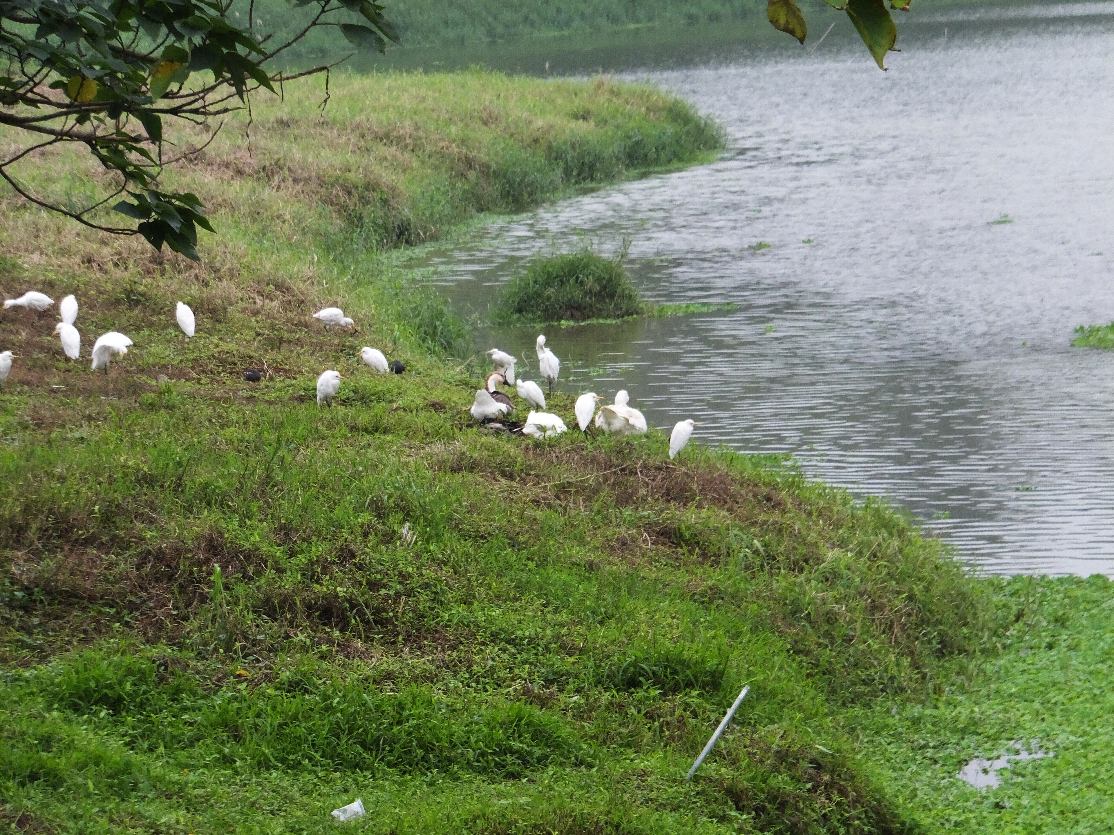 新莊埤濕地 Xinzhuangpi Wetland