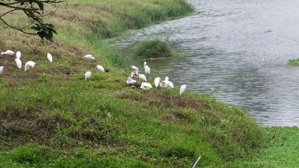 新莊埤濕地 Xinzhuangpi Wetland