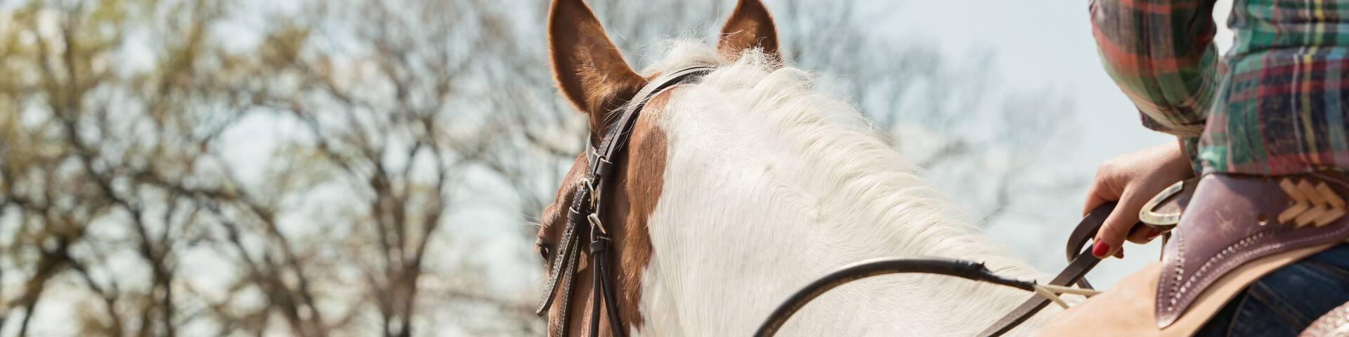 In the saddle horse on Western race, beautiful paint horse in a barrel racing event at a rodeo.
