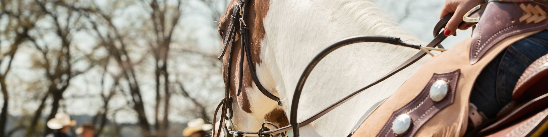 In the saddle horse on Western race, beautiful paint horse in a barrel racing event at a rodeo.