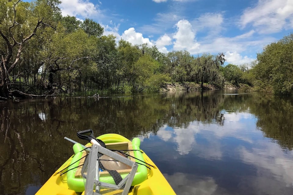 Un río tranquilo bordeado por árboles densos.