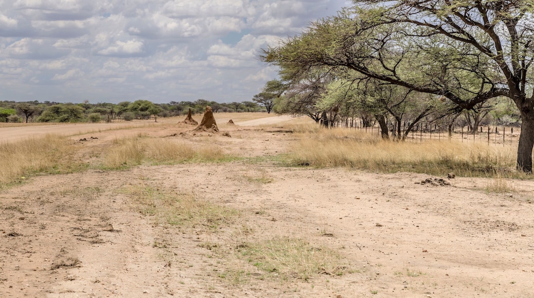 broad dirt road in green desert countryside with big tree and termite nests on side , near Otjiwarongo, Namibia