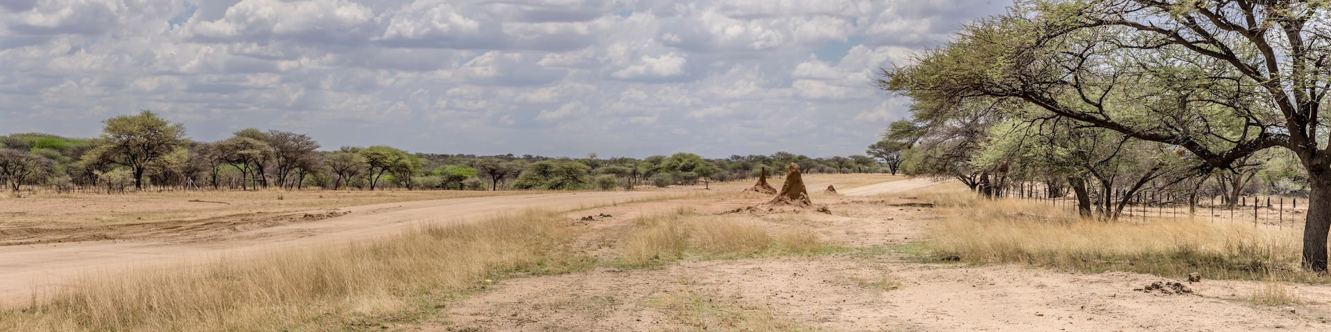 broad dirt road in green desert countryside with big tree and termite nests on side , near Otjiwarongo, Namibia