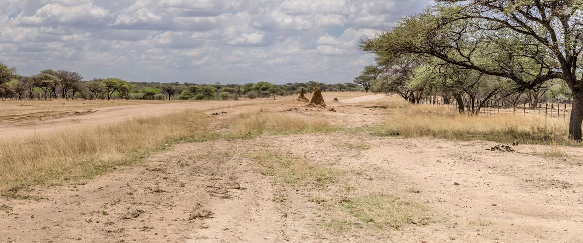 A dirt road in a savanna landscape with sparse trees and a cloudy sky.