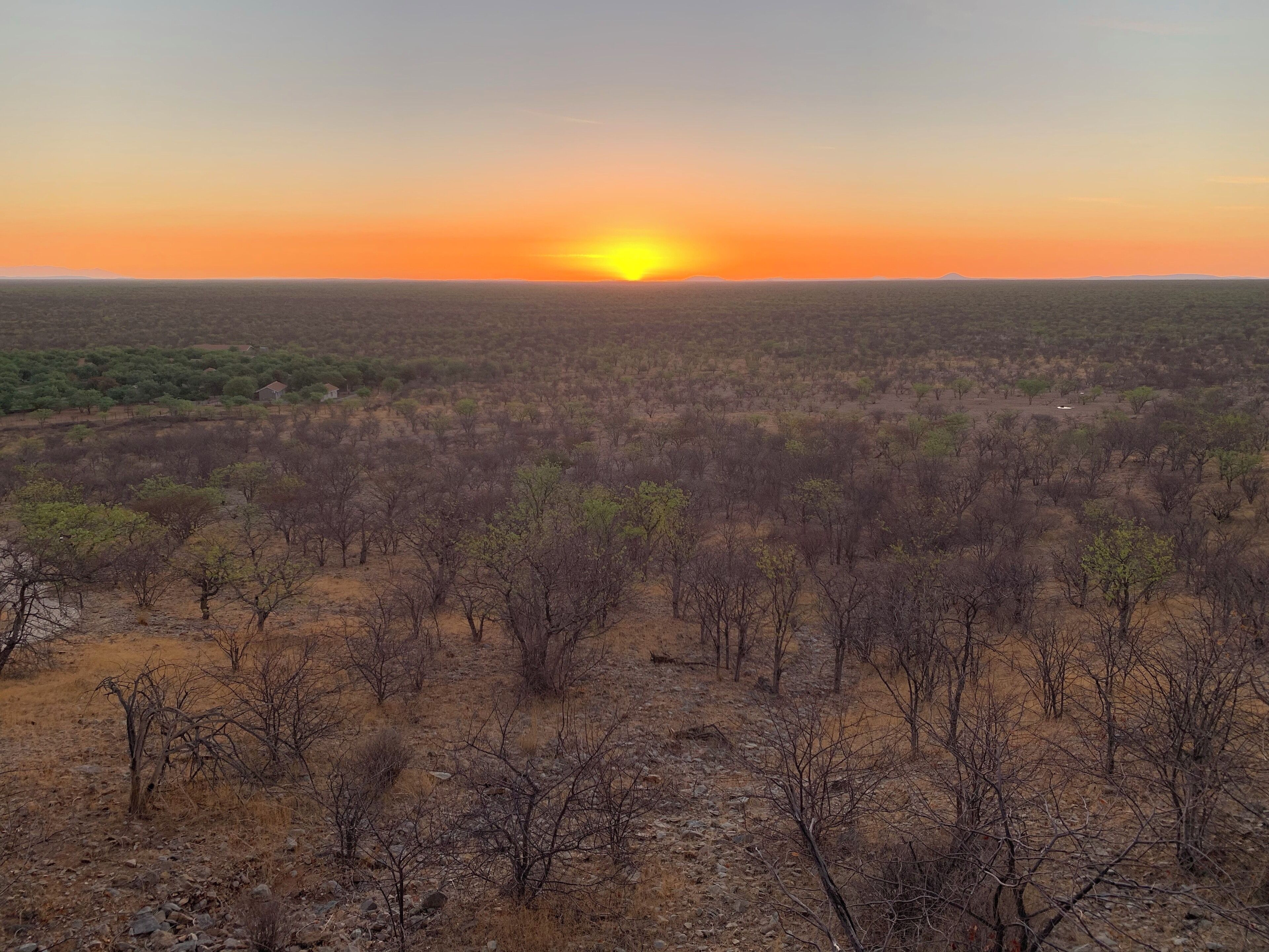 A savanna landscape at sunset with sparse trees and a clear horizon.