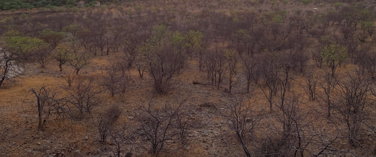 A savanna landscape at sunset with sparse trees and a clear horizon.