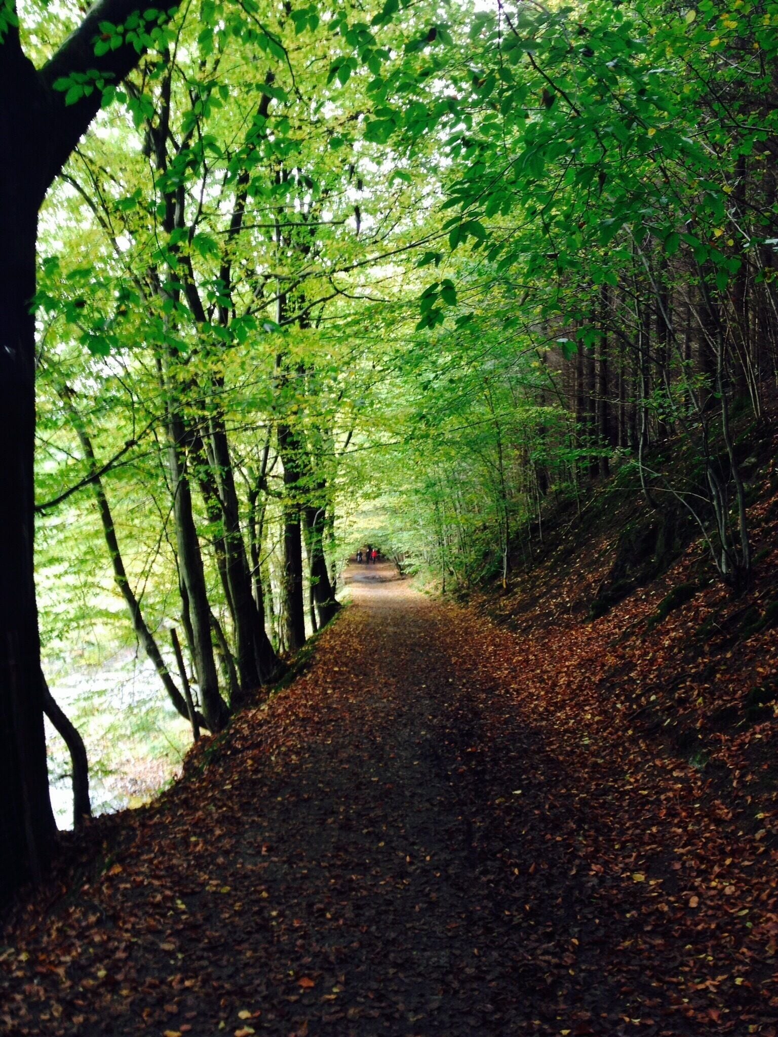 Trail through the nature reserve Eifgenbachtal