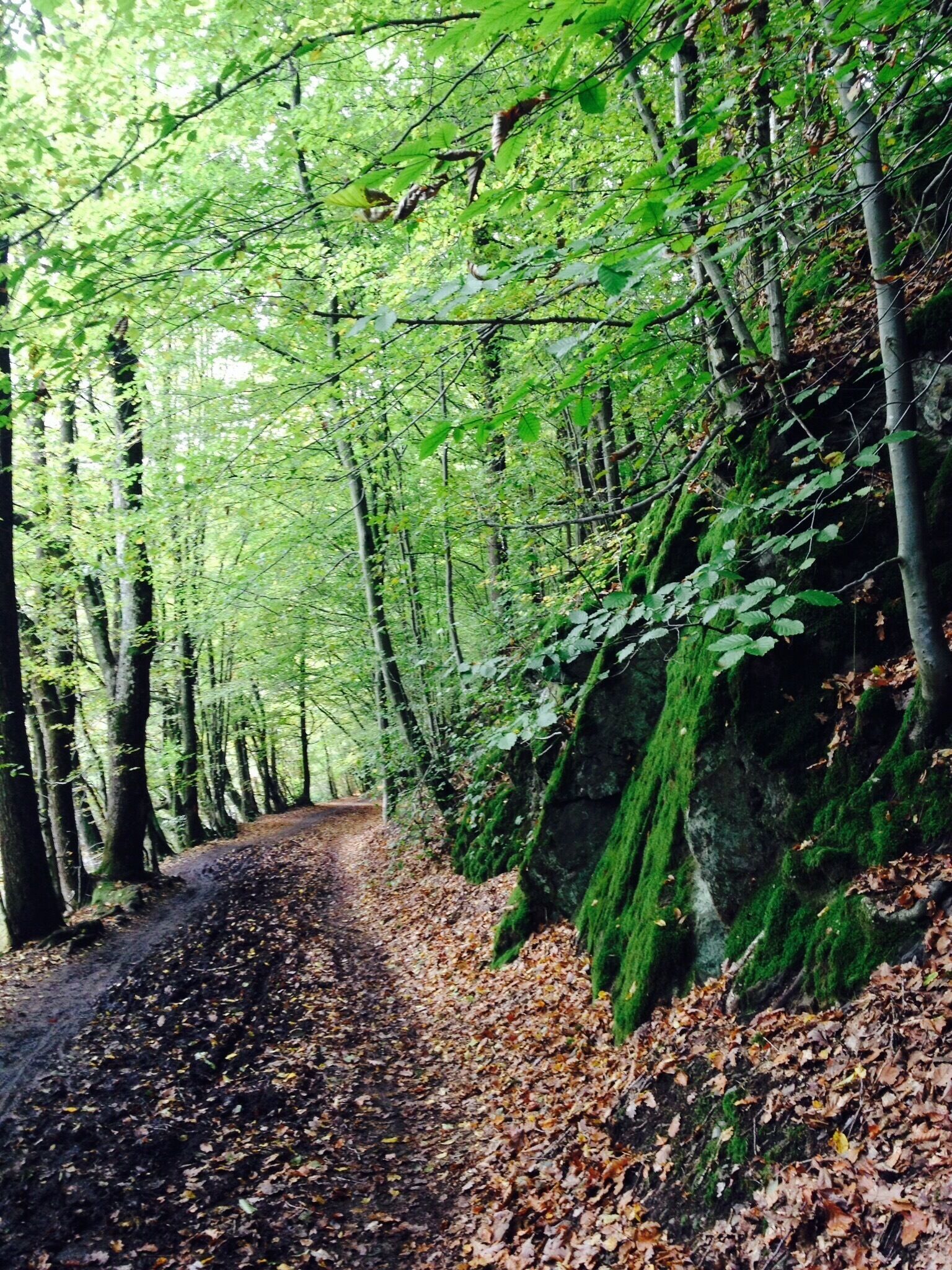 Nature reserve - Bergisches Land