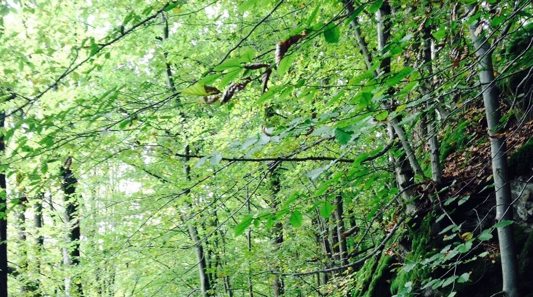 Nature reserve - Bergisches Land