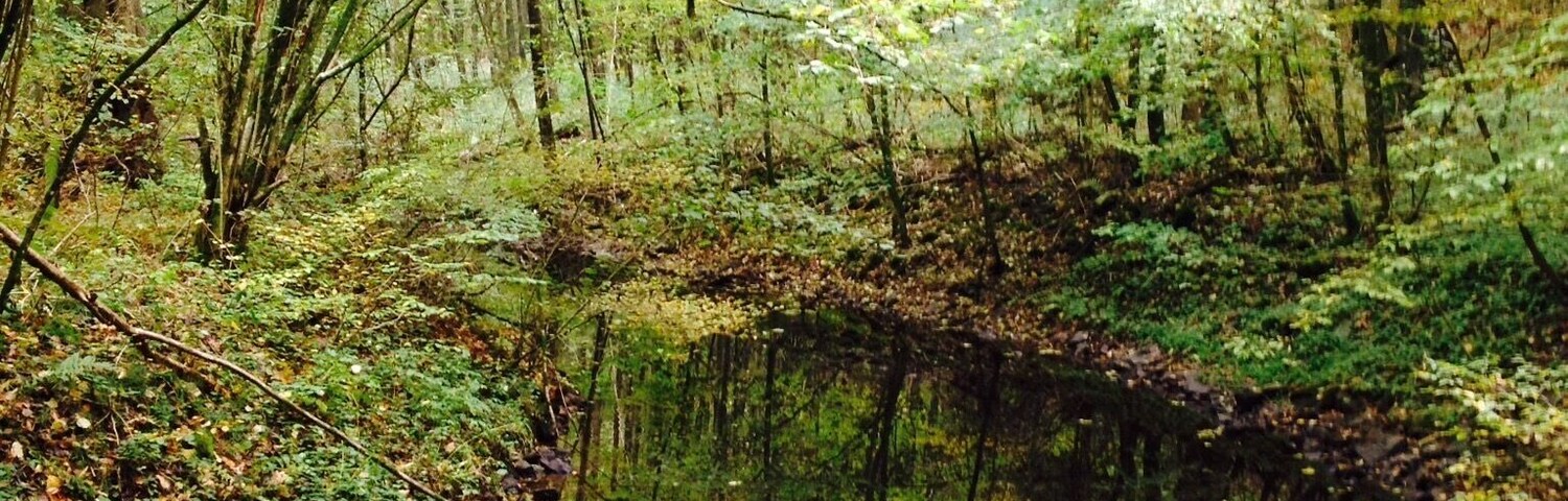 Un área boscosa con un arroyo tranquilo que refleja los árboles circundantes.