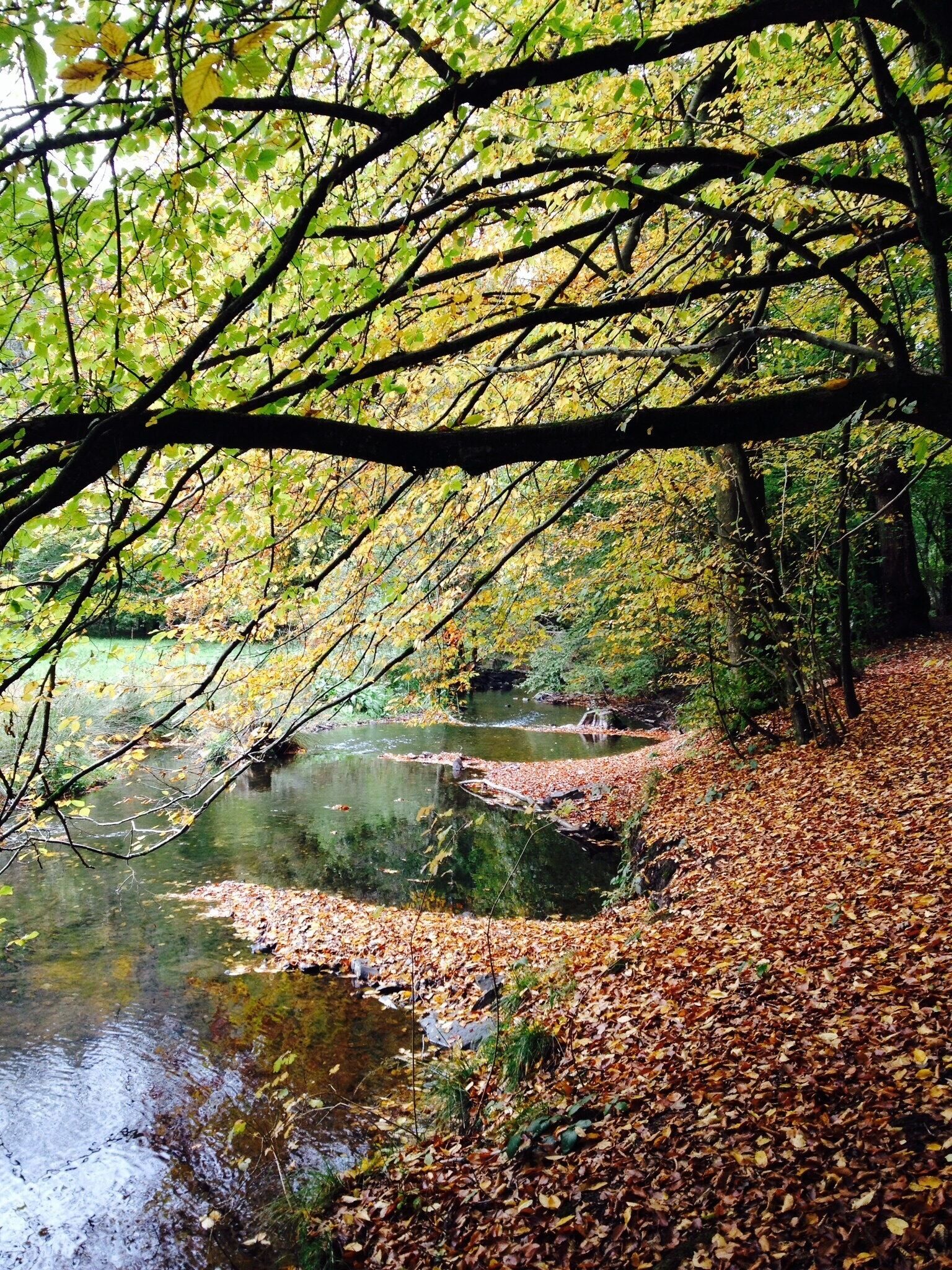 The picture was taken in October - "Bergisches Land" National Park