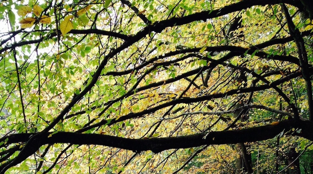 The picture was taken in October - "Bergisches Land" National Park