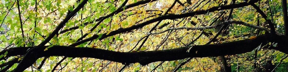 The picture was taken in October - "Bergisches Land" National Park