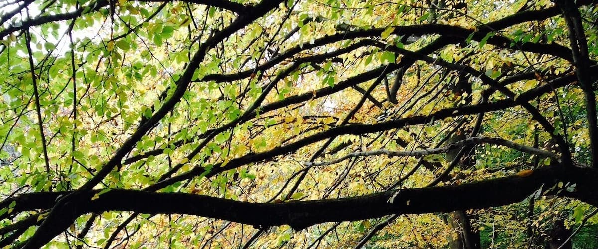 The picture was taken in October - "Bergisches Land" National Park