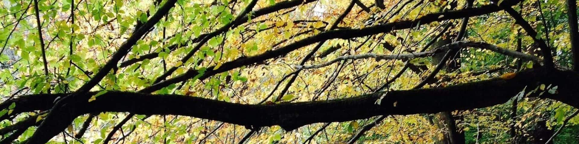 The picture was taken in October - "Bergisches Land" National Park