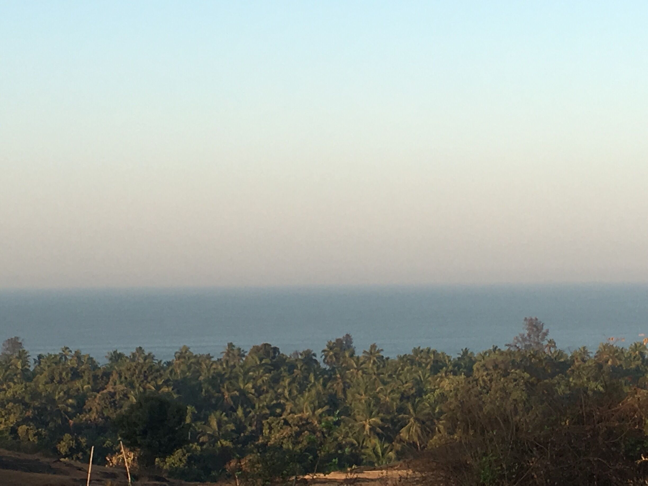 A coastal landscape with dense palm trees and a clear horizon.