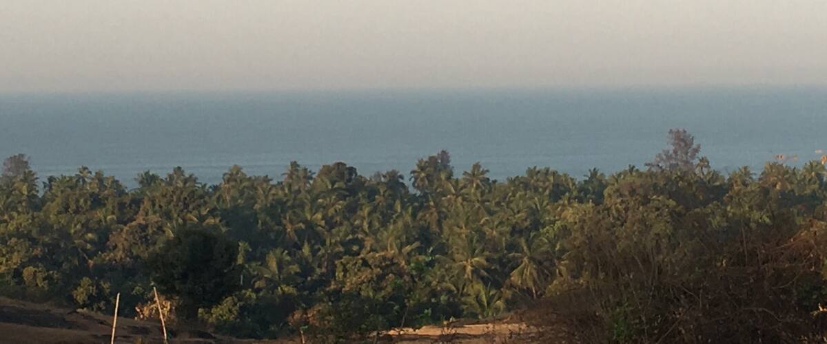 A coastal landscape with dense palm trees and a clear horizon.