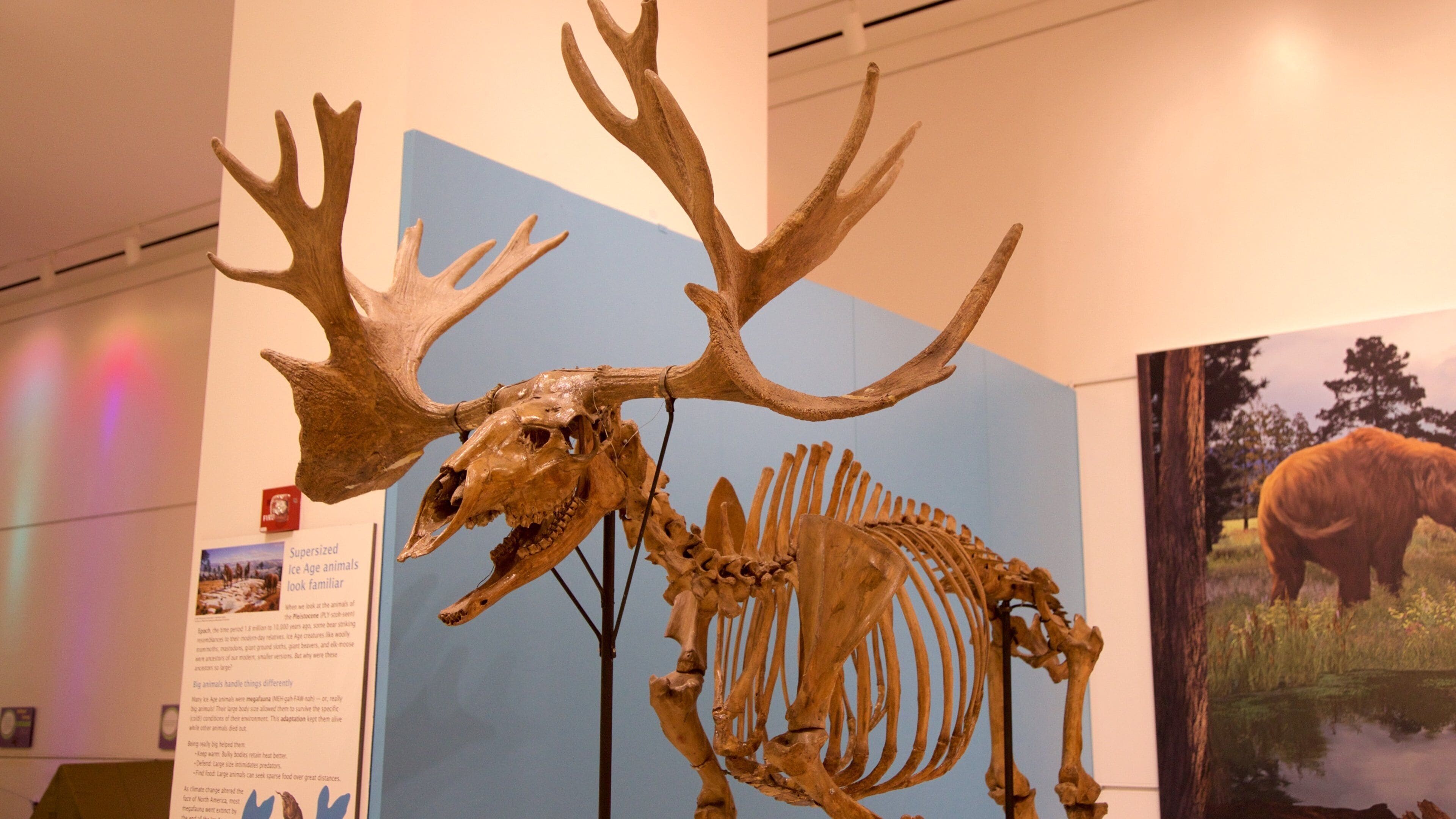 紐澤西州立博物館 其中包括 內部景觀