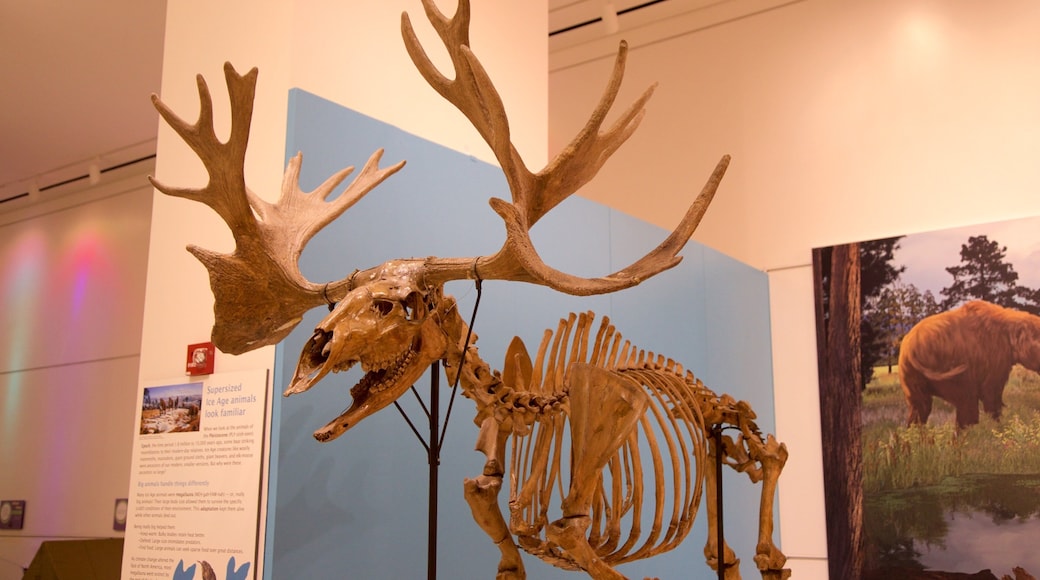 New Jersey State Museum which includes interior views