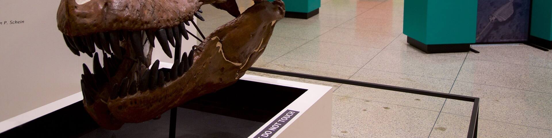 ニュージャージー州立博物館 フィーチャー 屋内の眺め