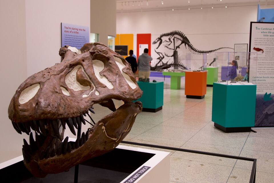 A dinosaur skull exhibit in a museum with informational panels and other exhibits in the background.