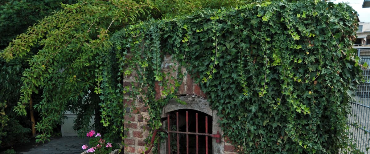 A brick structure with a wooden door, overgrown with ivy, and a stone planter with pink flowers.