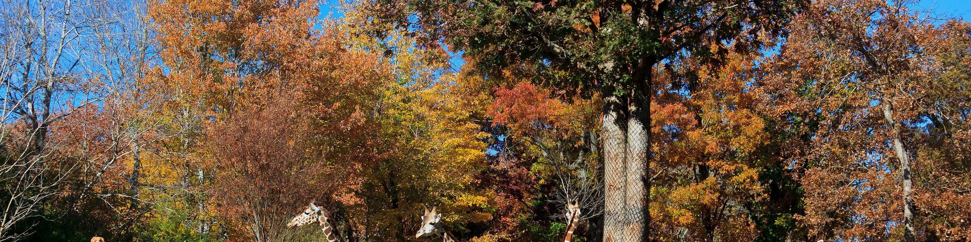 Giraffes and Zebras at the Asheboro Zoo in North Carolina