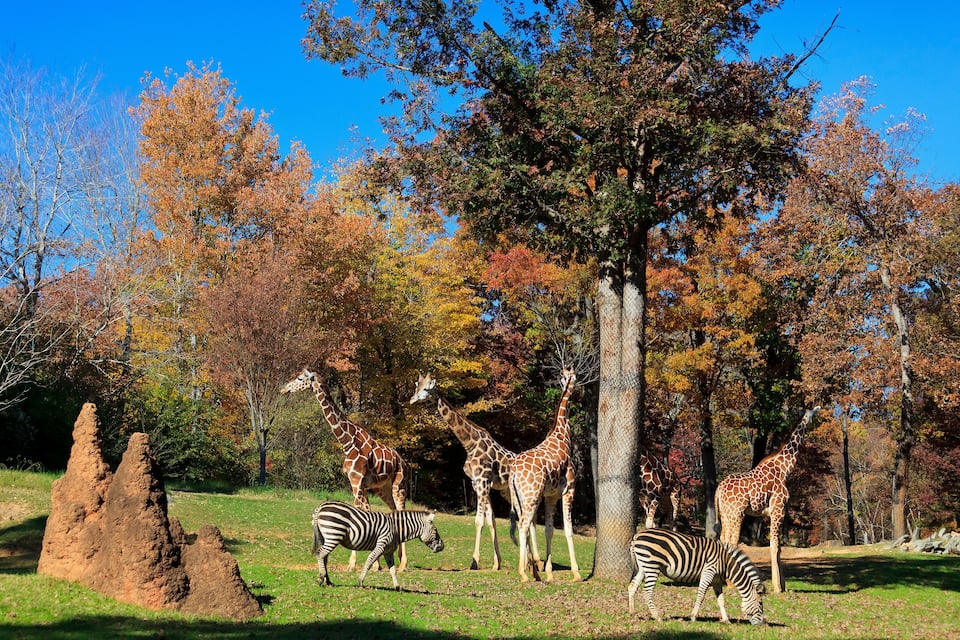 Girafas e zebras em um recinto gramado com árvores de cores outonais.