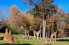 Giraffes and Zebras at the Asheboro Zoo in North Carolina