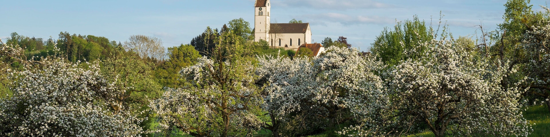 Una iglesia rodeada de árboles florecientes en un campo cubierto de hierba.