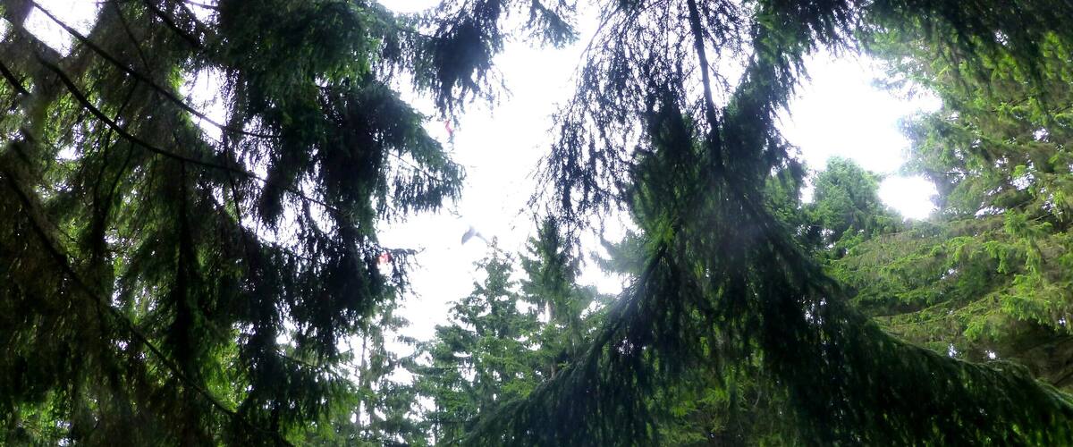 Soonwald - kleiner Waldteich bei Ellern