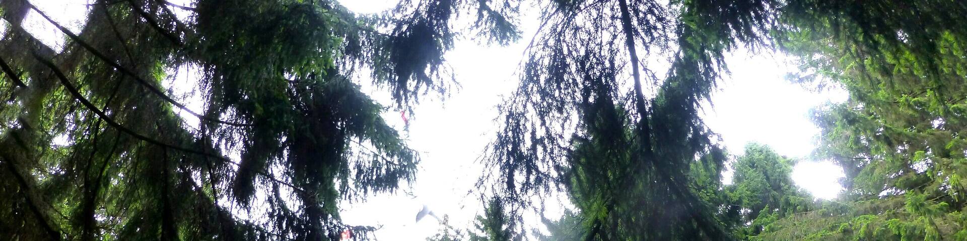 Soonwald - kleiner Waldteich bei Ellern