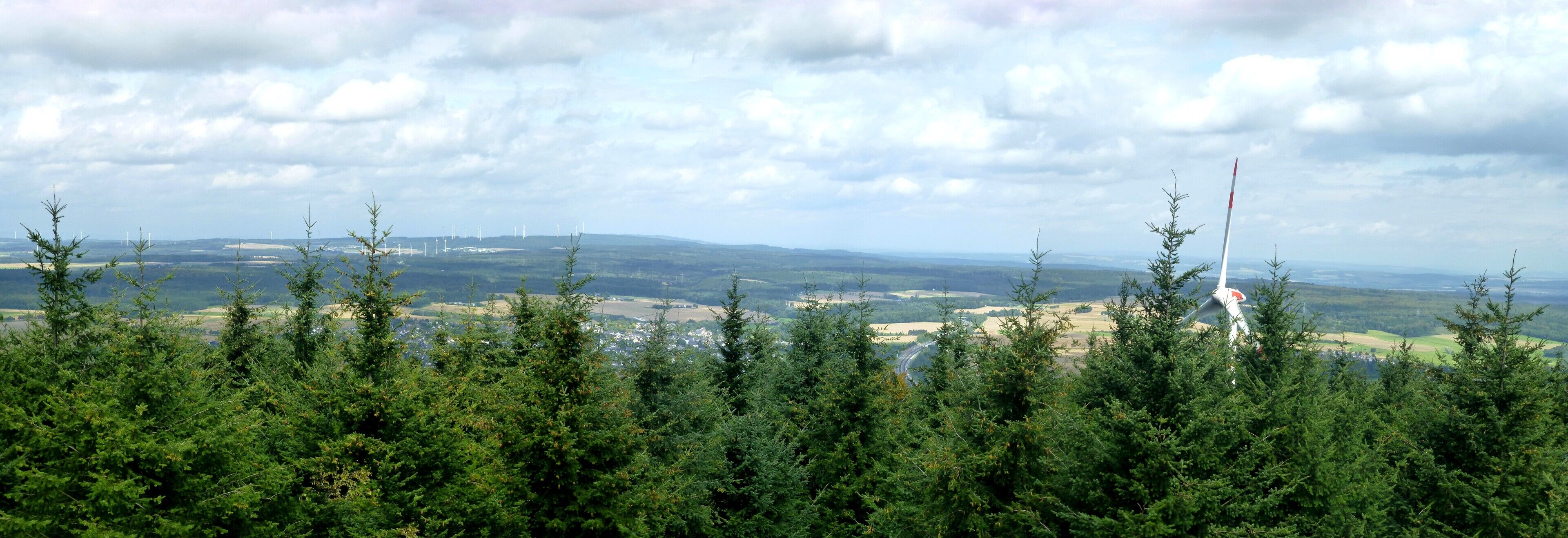 A landscape with dense evergreen trees in the foreground and wind turbines in the distance.